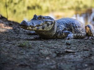 Supporting image for story: Mark Andrews: Get married like Victor and Alicia . . . and make it snappy