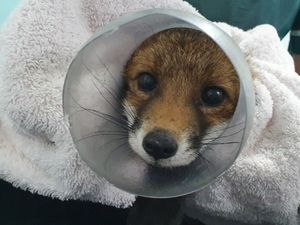 Supporting image for story: Fox cub with head stuck in sweet jar rescued by RSPCA