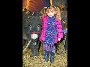 Supporting image for story: Donkeys need names