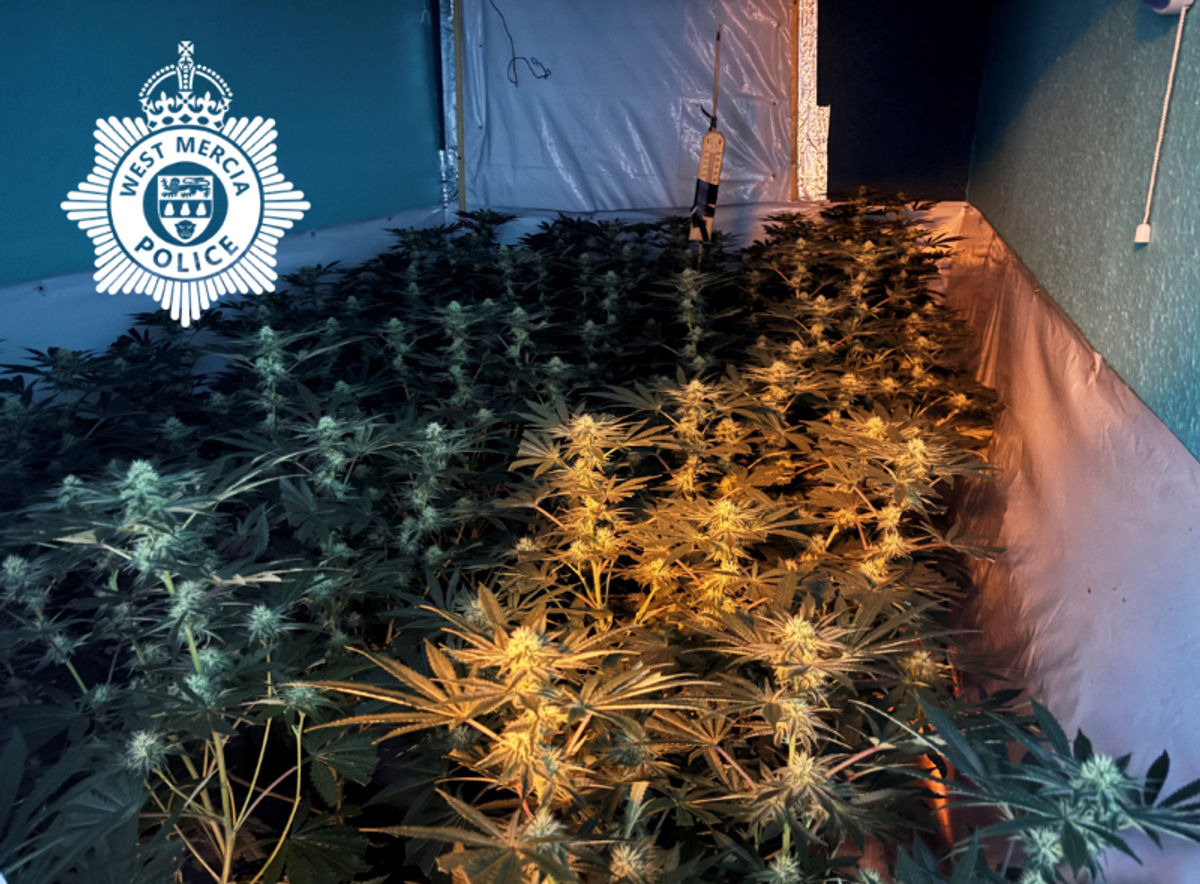 Cannabis farm with hundreds of plants worth almost £500,000 discovered in Market Drayton raid - man arrested
