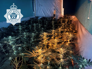 Supporting image for story: Cannabis farm with hundreds of plants worth almost £500,000 discovered in Market Drayton raid - man arrested