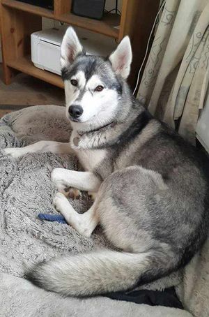 Nico was due to start visiting a children's hospice