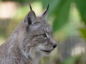 Supporting image for story: Public invited to have their say on reintroduction of lynx to Highlands