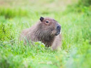 Supporting image for story: Night search planned for escaped capybara as they are ‘so good at hiding’