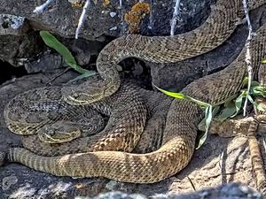 Supporting image for story: Webcam monitors hundreds of rattlesnakes at Colorado ‘mega den’
