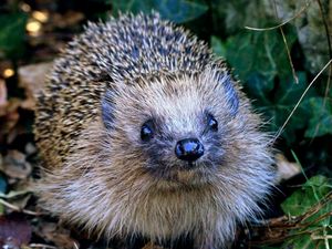 Supporting image for story: Check for hedgehogs before lighting bonfire, says Shropshire charity