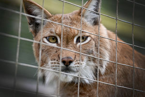 Hoo Zoo & Dinosaur World's four Eurasian Lynx brothers have been moved into the attraction's new 'Land of the Beasts' section.