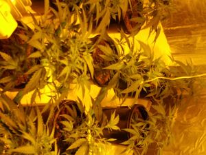 Supporting image for story: £140,000 worth of cannabis found at Codsall drugs farm