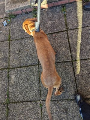 Roxy was found severely underweight. Photo: RSPCA