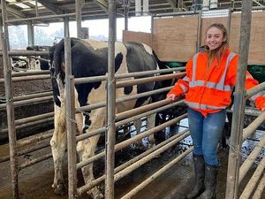 Supporting image for story: Harper Adams' dairy cow environmental research receives funding boost
