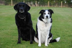 Karen’s first dogs Maggie May (right) and Jacob (left)