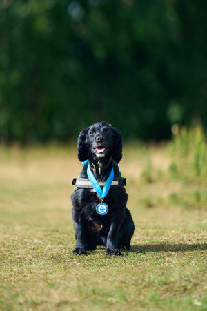 Police dog Louie, who was rescued from the streets of Gateshead and became one of Durham police's first digital detection dogs. PD Louie will receive an award at the annual Thin Blue Paw Awards at the Kennel Club in London on Wednesday, for finding a key piece of evidence as part of an investigation into a car crash that killed an eight-month-old baby. Photo: Thin Blue Paw Foundation/PA Wire