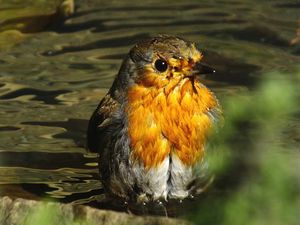 Supporting image for story: Birds of a Feather