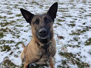 Supporting image for story: Praise for police dog - and his lead holder - for success of hot-footed pursuit in the freezing cold
