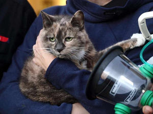 Supporting image for story: Ellesmere cat Harriet revived after house fire she caused herself