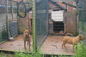 Dogs kept for fighting