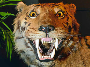 Supporting image for story: Bengal Tiger on display at Haden Hill House Museum