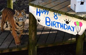 Joao was a popular member of the zoo, with big occasions like his birthday celebrated