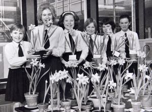 Charlton School, Wellington, an early 1960's daffodill competition.