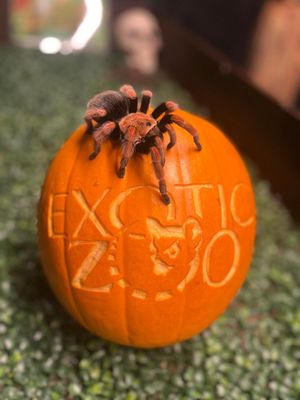 Try holding a creepy crawly at the event