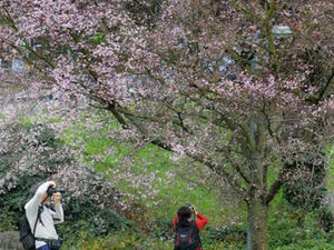 Supporting image for story: Early spring brings out early blossom