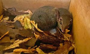 The zoo's newest baby tree shrew  