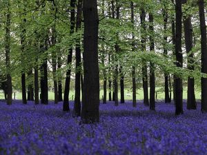 Supporting image for story: Plants ‘better than animals at building new genes during evolution’