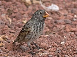 Supporting image for story: The little bird that easily beats T-rex in battle of the bite