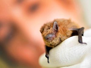 Supporting image for story: Bats, owls and 200 hedgehogs all being cared for at Shropshire wildlife rescue centre 