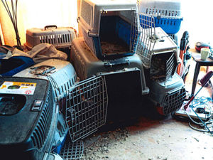 Supporting image for story: Man who kept birds of prey in ‘appalling’ conditions banned from owning animals