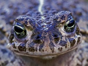 Natterjack toad