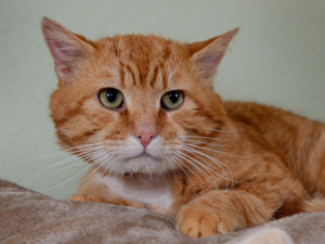 Supporting image for story: Warning as cat caught in wire snare for FIVE days in Cannock