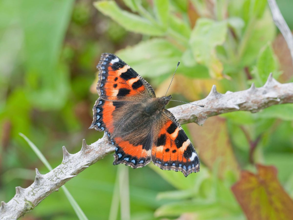Calls for &lsquo;landscape-wide&rsquo; action to protect butterflies amid falling numbers