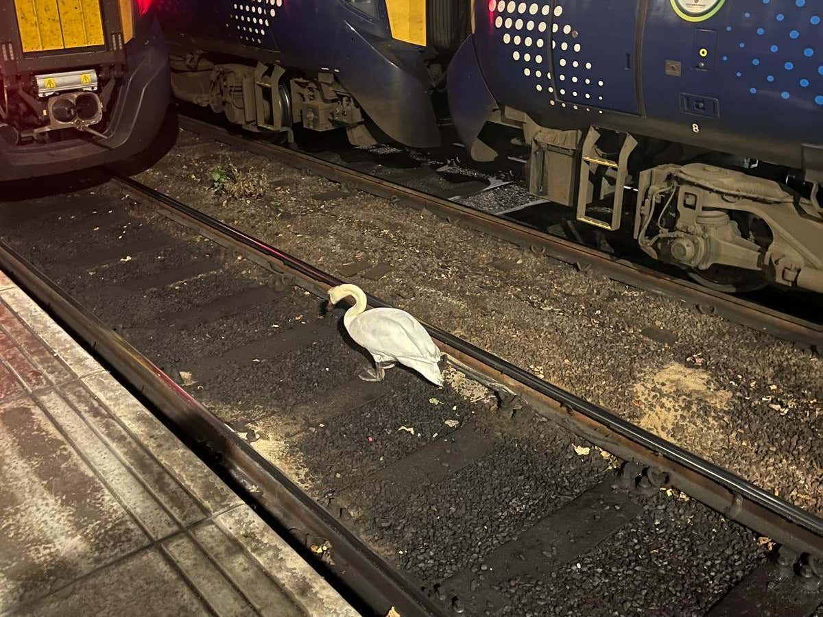 Swan sparks rush-hour disruption at Scotland&rsquo;s busiest railway station