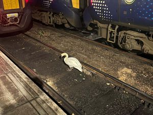 Supporting image for story: Swan sparks rush-hour disruption at Scotland’s busiest railway station