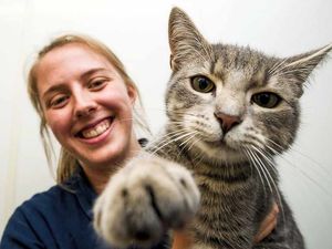 Supporting image for story: Pictures: Kitten survives being 'thrown out of vehicle' on M54 in Shropshire