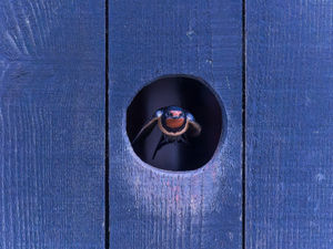 Supporting image for story: In flight: Stunning Shropshire swallow photo makes it on to BBC Countryfile calendar