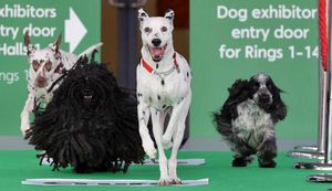 Here come the hounds: The dogs arrive at Crufts