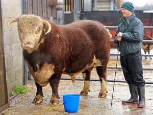 Supporting image for story: Peter Rhodes on bulls, Brexit and two very good reasons to invite the German president to the Cenotaph