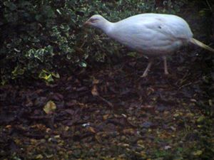 Supporting image for story: Peter Rhodes on Putin's folly, flickering flames and an encounter with a rare bird