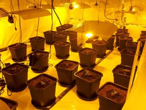 Supporting image for story: One arrest after cannabis grow found in South Shropshire