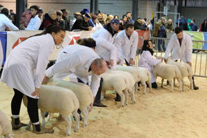 A sheep being shown in the ring at the Winter Fair