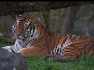 Pasha, a five-year-old Amur tiger which has recently arrived at Marwell Zoo