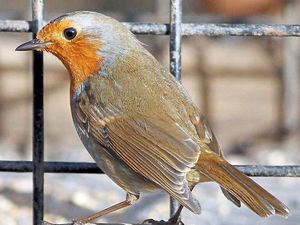 Supporting image for story: Peter Rhodes: Offended by stew