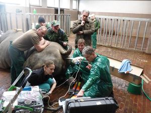 Supporting image for story: IVF comes to the rescue of the northern white rhino