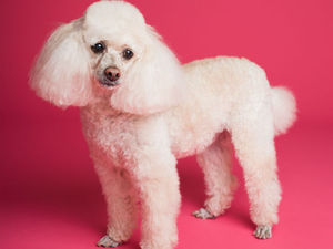 Supporting image for story: £5,000 saree and a pet poodle: Travelodge reveal some of the items in Birmingham's lost and found