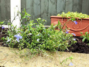 Supporting image for story: Gardener amazed as flower thrives