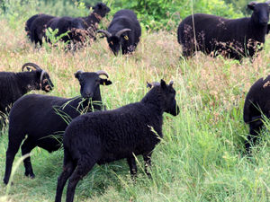 Supporting image for story: New woolly helpers arrive at Shropshire hillfort 