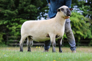 The Derryman family realized 2150gns for their shearling ram.