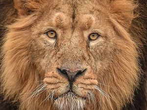 Supporting image for story: Thousands back ban to stop use of wild animals in circuses